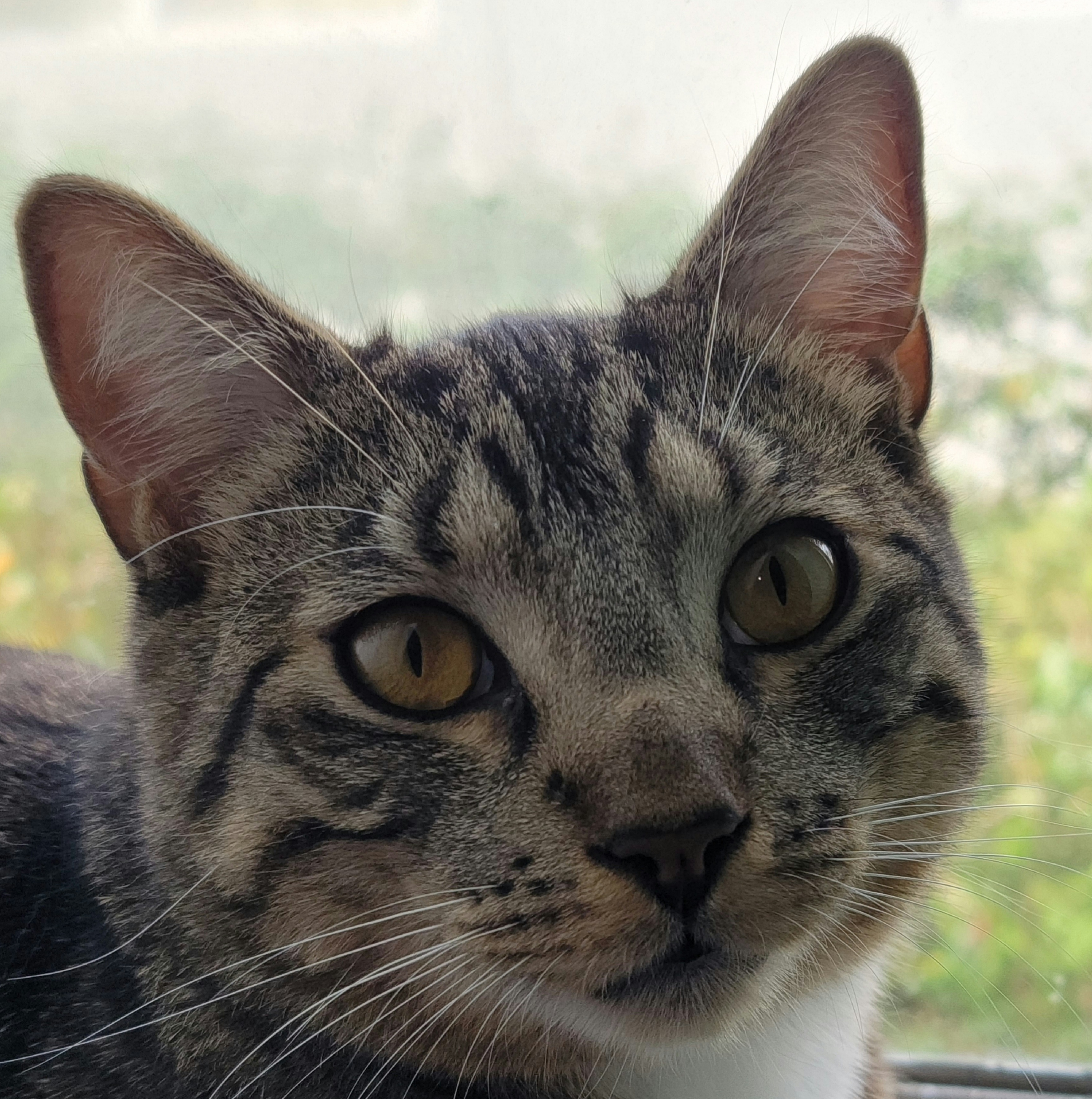 Maurice