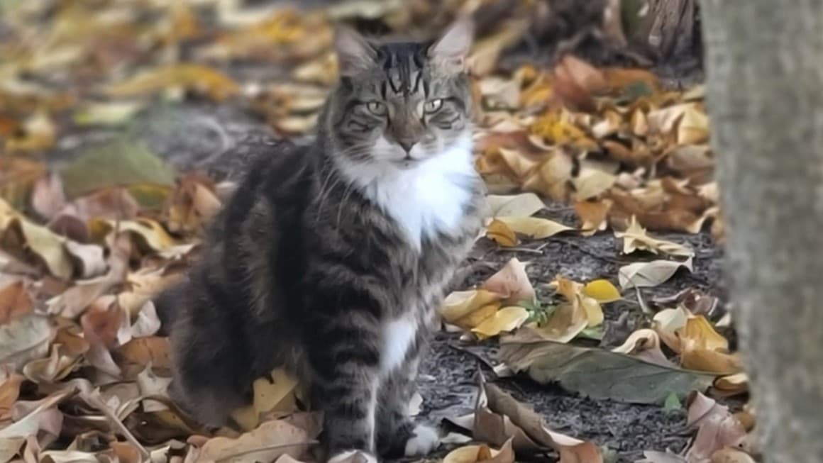 Maximus